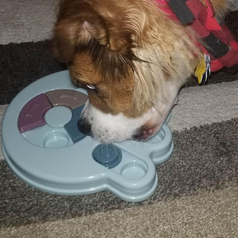 Dog Food Dispenser - Woofpawz